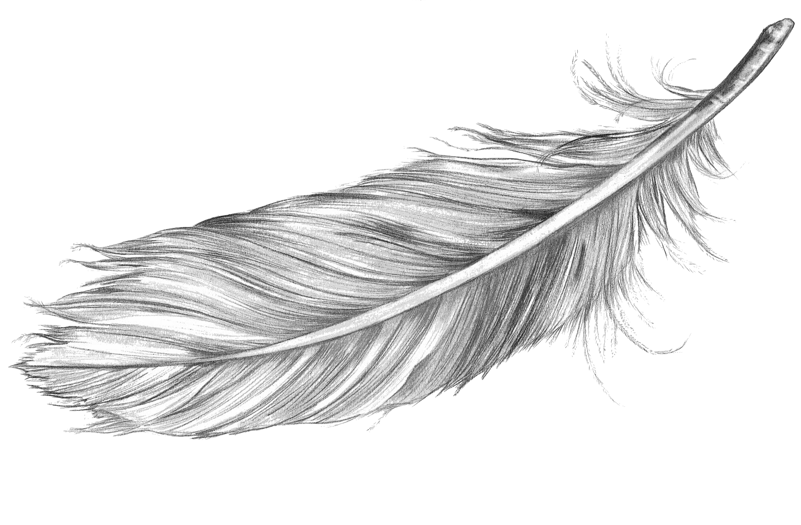 Montvaillant's Logo